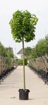 Groene bol esdoorn Acer pl. Globosum h 275 cm st. omtrek 12 cm st....