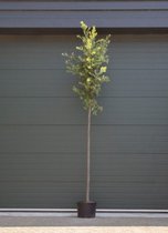 Steeneik Quercus ilex h 325 cm st. omtrek 13 cm st. h 190 cm