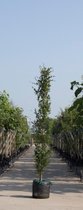 Groene zuilbeuk Fagus sylvatica Dawyck h 450 cm st. h 30 cm