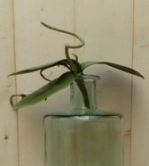 Kunstvlinderorchidee bladeren los