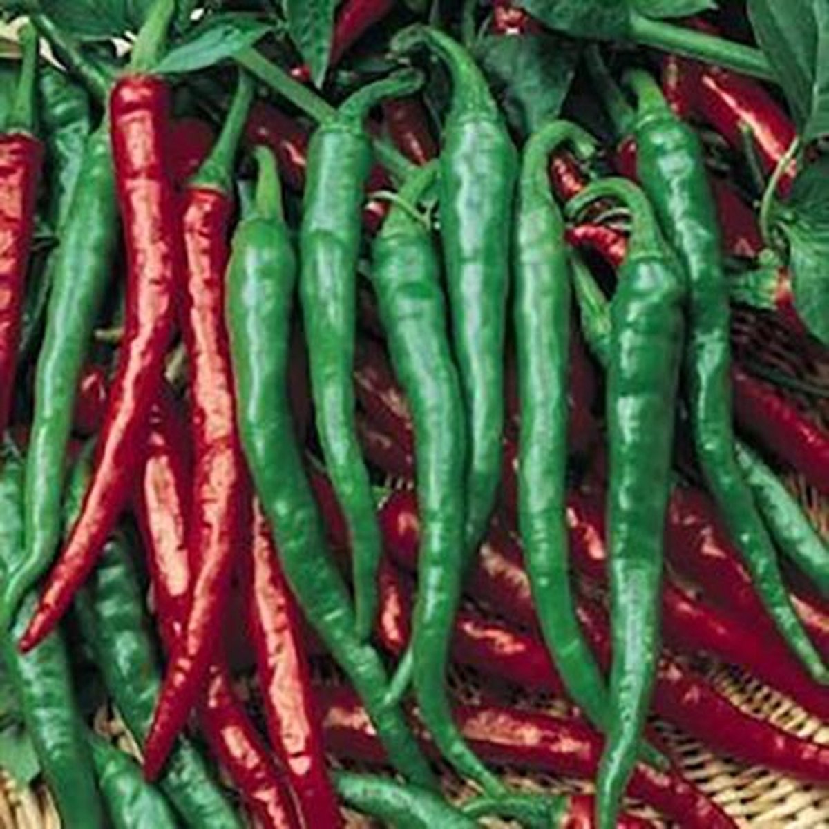 Peper zaden - Cayenne Long Slim