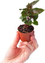 PLNTS - Baby Syngonium Maria Allusion - Kamerplant - Kweekpot 6 cm - Hoogte 10 cm