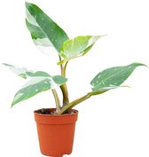 PLNTS - Philodendron White Princess - Kamerplant - Kweekpot 13 cm - Hoogte 25 cm