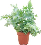 PLNTS - Davana Phlebodium - Kamerplant - Kweekpot 12 cm - Hoogte 25 cm