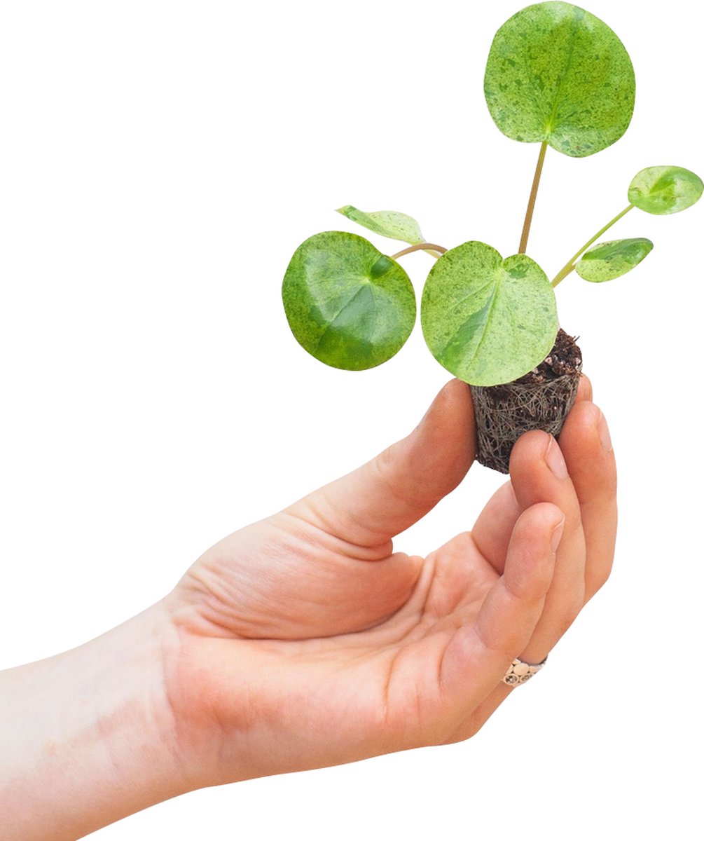 PLNTS - Baby Pilea Peperomioides Mojito® (Ufoplant) - Kamerplant - Stekplantje 2 cm - Hoogte 15 cm