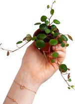 PLNTS - Baby Peperomia Pepperspot (Dwergpeper) - Kamerplant - Kweekpot 6 cm - Hoogte 10 cm
