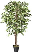 Kunstplant Ficus bont H150cm - HTT Decorations