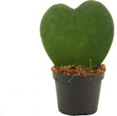 Hoya Kerrii ↨ 11cm - hoge kwaliteit planten