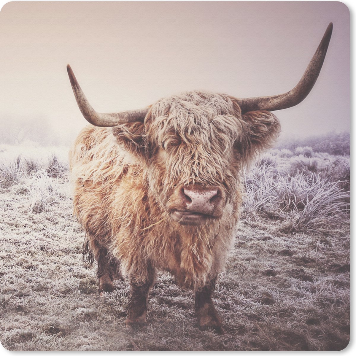 Muismat XXL 50x50 cm - Bureau onderlegger - Bureau mat Schotse Hooglanders - Sneeuw - Zon - Bureaumat - Gaming mousepad xl - Bureaulegger groot - Computer deskmat