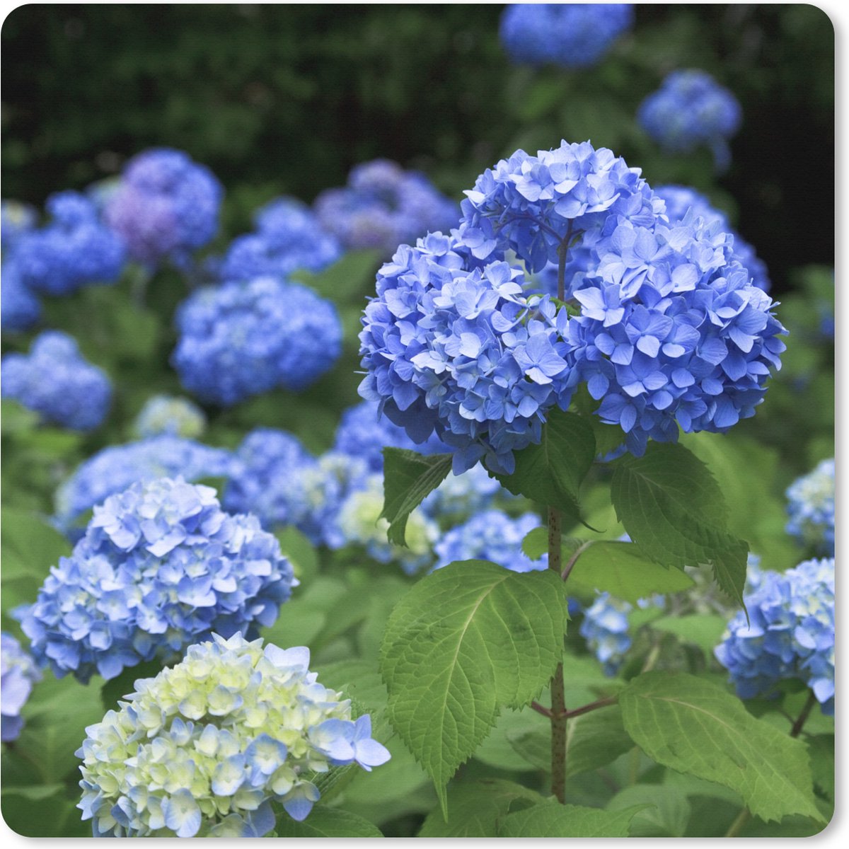 Muismat XXL 80x80 cm - Bureau onderlegger - Bureau mat Blauwe hortensia bloemen - Bureaumat - Gaming mousepad xl - Bureaulegger groot - Computer deskmat