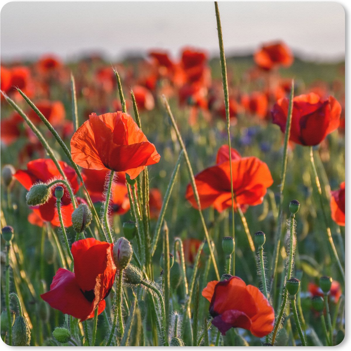 Muismat XXL 60x60 cm - Bureau onderlegger - Bureau mat Bloemen - Klaprozen - Natuur - Rood - Bureaumat - Gaming mousepad xl - Bureaulegger groot - Computer deskmat