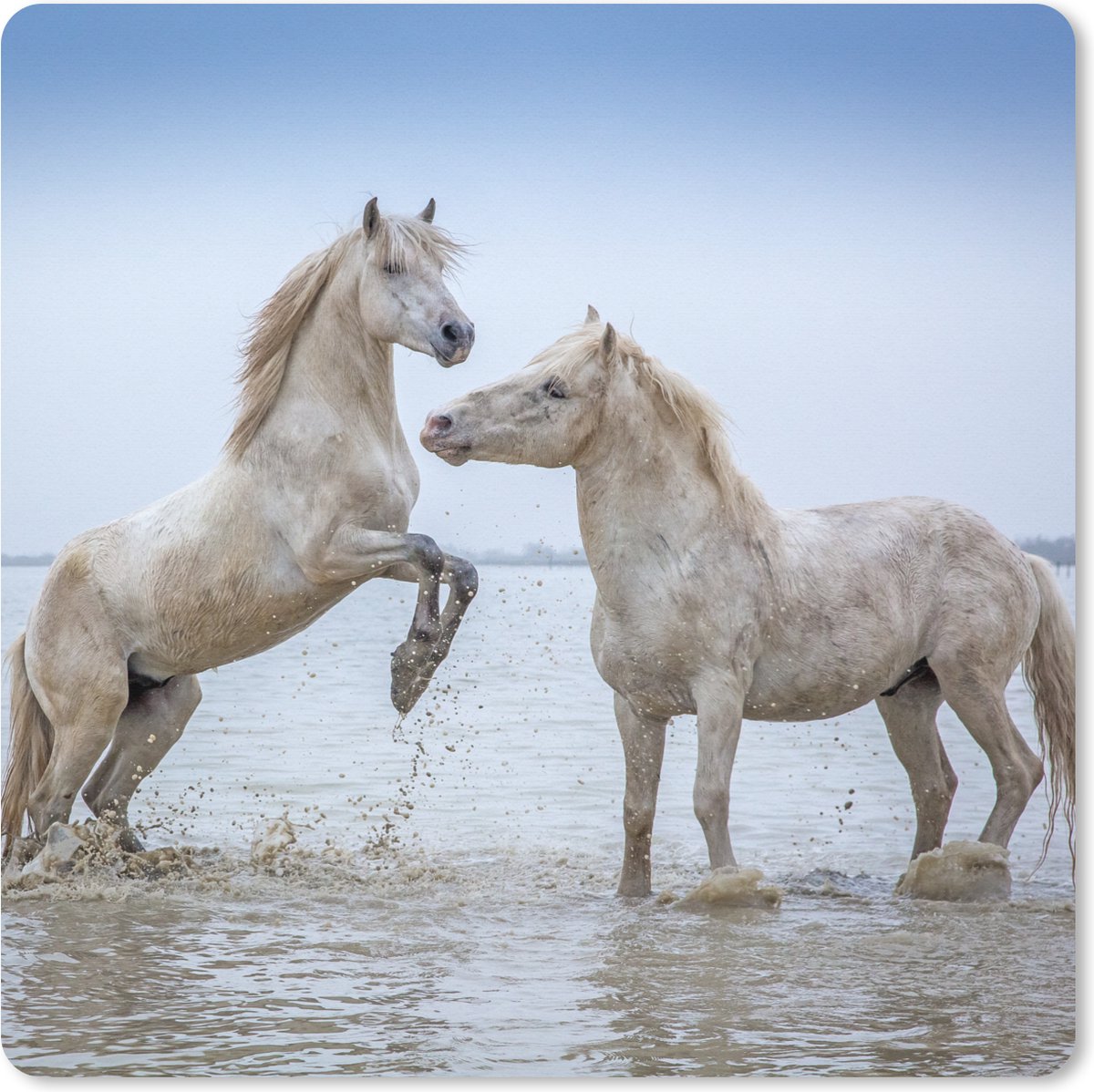 Muismat XXL 50x50 cm - Bureau onderlegger - Bureau mat Twee paarden in het water in Camargue - Bureaumat - Gaming mousepad xl - Bureaulegger groot - Computer deskmat