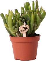 Kolibri Greens | Groene plant - Succulent Crassula Hobbit - potmaat Ø6cm - groene kamerplant - vers van de kweker
