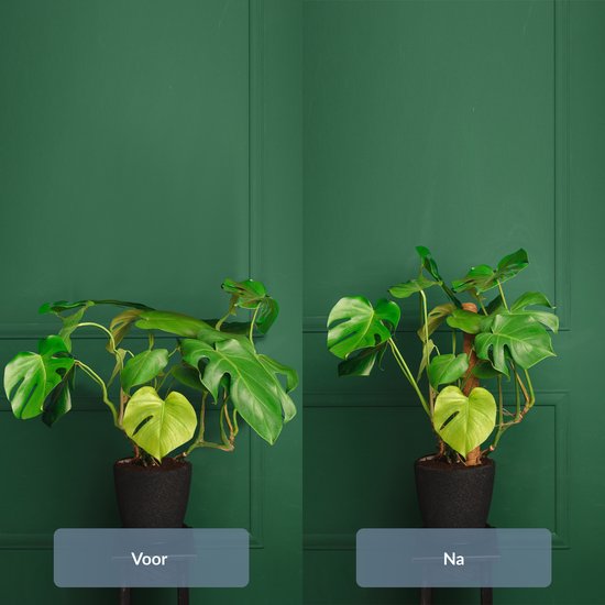 Twee identieke Monstera's in pot voor een groene wand. Links met 'Voor' en rechts met 'Na'.