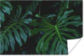 Poster Monstera - Bladeren - Tropisch - Jungle - 90x60 cm