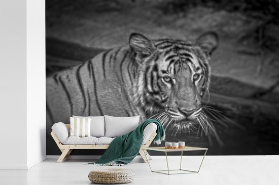Papier peint photo peint photo vinyle - Tigre dans l'eau largeur 600 cm x hauteur 400 cm - Tirage photo sur papier peint (disponible en 7 tailles)