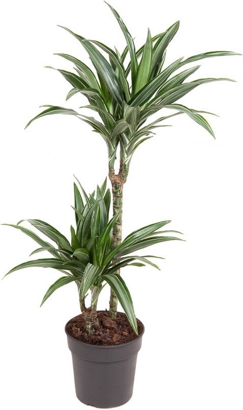 Dracaena fragrans Ulises – ↨ 90cm – ⌀ 19cm