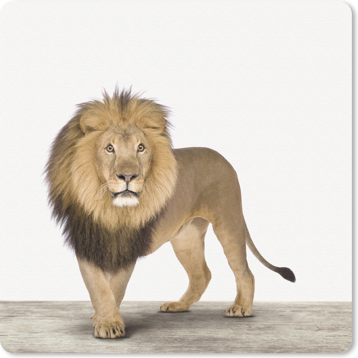 Muismat 30x30 cm - Mousepad Jongens - Leeuw - Dieren - Kinderen - Meisjes - Muismatten