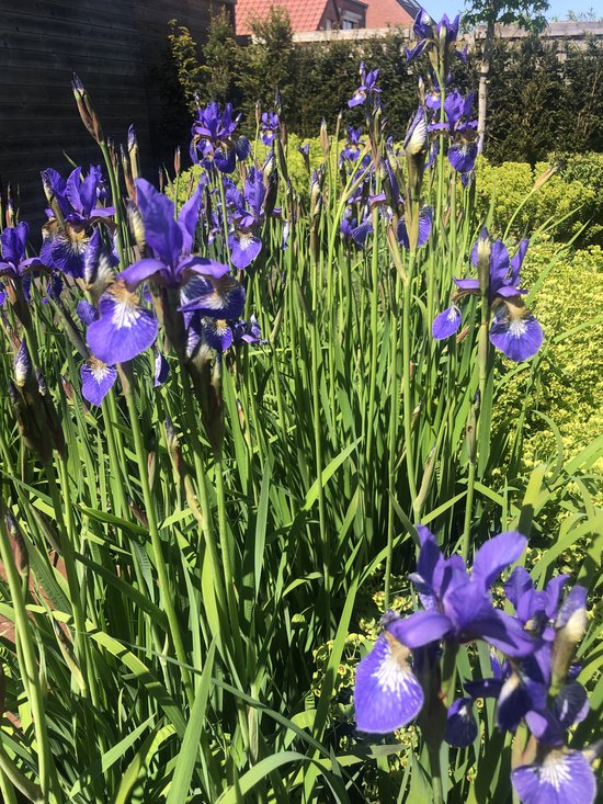 vertrekken Roeispaan engineering 6 x Iris Siberica 'Blue King' Baardloze Iris P9 (9x9 cm pot) | bol.com