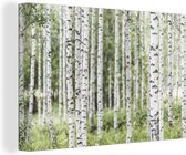 Canvas Schilderij Een volgroeid berkenbos met boomstammen - 60x40 cm - Wanddecoratie