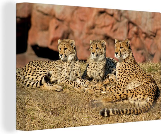 Canvas Schilderij Cheetah moeder en welpen - 90x60 cm - Wanddecoratie