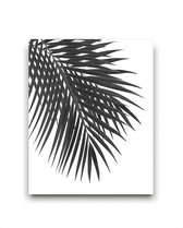 Schilderij  Tropisch palmboom blad links - Zwart / Wit / Zwart / Wit / 50x40cm