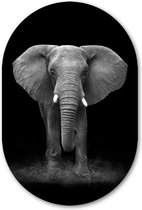 Portrait ovale d'éléphant mural - WallCatcher | Verre acrylique 100x150 cm | Peinture ovale | Portrait d' Elephant mural ovale