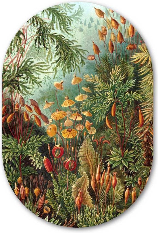 Muurovaal Muscinae een Meesterwerk van Ernst Haeckel - WallCatcher | Kunststof 100x150 cm | Ovalen schilderij | Wandovaal Oude Meester Muscinae op Forex