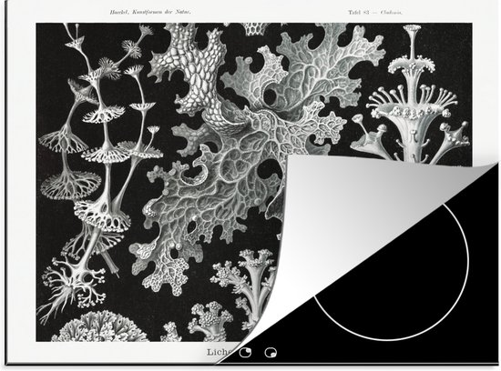 KitchenYeah® Inductie beschermer 77x59 cm - Kunst - Koraal - Ernst Haeckel - Oude meesters - Natuur - Kookplaataccessoires - Afdekplaat voor kookplaat - Inductiebeschermer - Inductiemat - Inductieplaat mat
