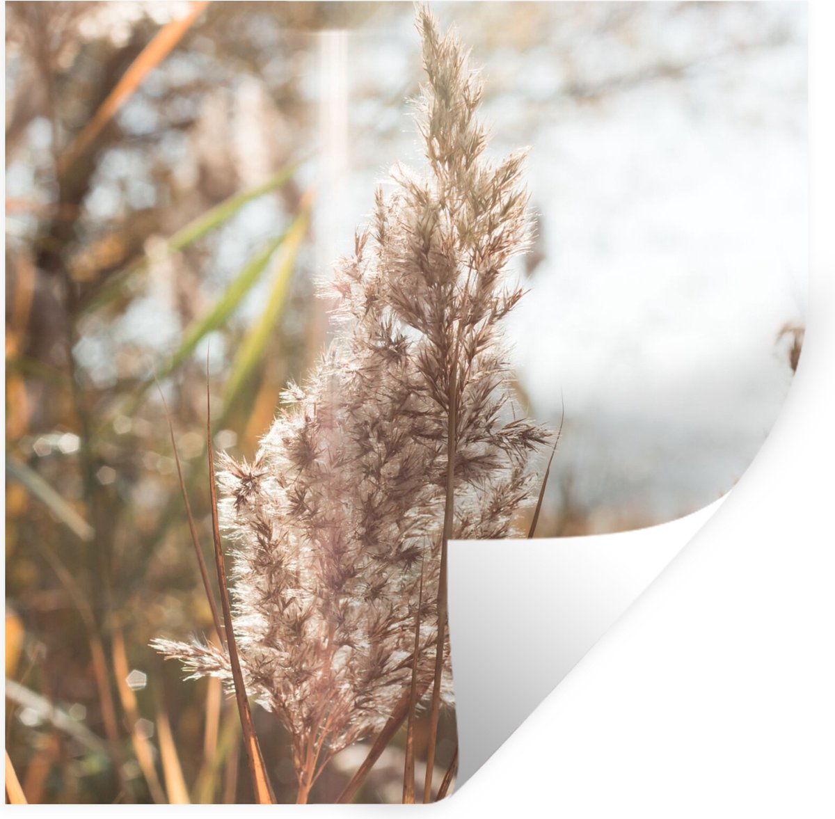 Muurstickers - Sticker Folie - Riet - Zon - Plant - 50x50 cm - Plakfolie - Muurstickers Ki