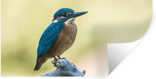 Stickers Stickers muraux - Martin-pêcheur - Branche - Vogel - 40x20 cm - Film adhésif
