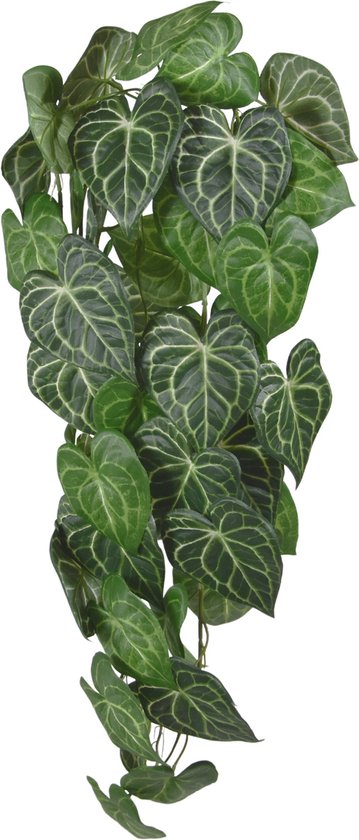 Anthurium Clarinervium