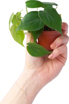 PLNTS - Baby Philodendron Scandens - Kamerplant - Kweekpot 6 cm - Hoogte 15 cm