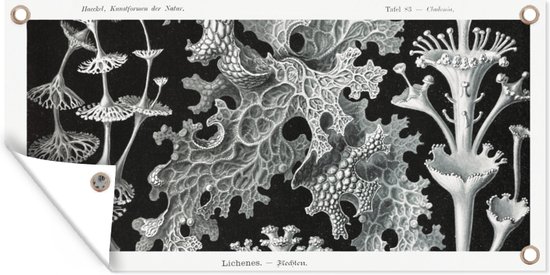 Ernst Haeckel - Vintage - Tuindoek