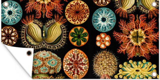 Tuinposter - Dieren - Kunst - Zeedier - Ernst Haeckel - Tuin - 80x40 cm - Tuindoek - Tuindecoratie