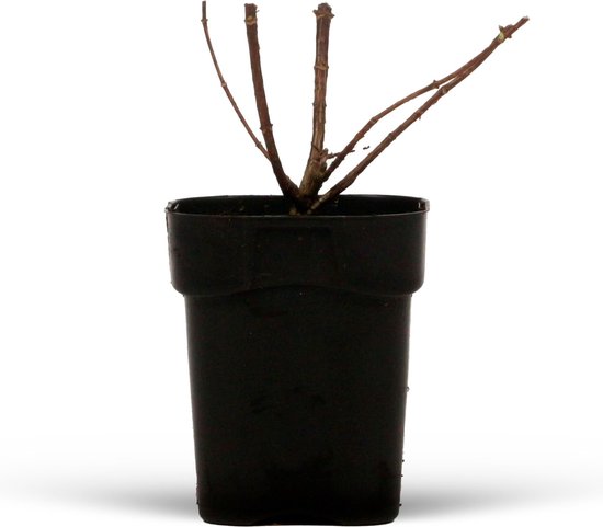 Hydrangea 'Living Raspberry Pink' - Hortensia - Winterharde struik ...