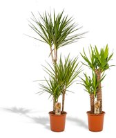 Hello Plants Dracaena Marginata & Yucca Palmlelie - Ø 21 cm - Hoogte: 120 & 100 cm - Palm Kamerpalm