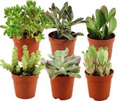 ZynesFlora | Mini Mix Succulent - 6 Pièces - Ø 5.5 cm - ↕ Hauteur : 5-10 cm – Plante succulente - Plantes succulentes - Plante d'intérieur - Succulente