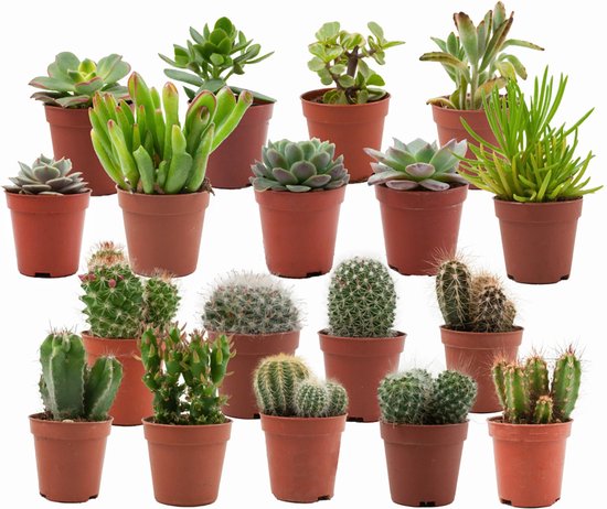 ZynesFlora Mix van Echte Cactussen en Vetplanten in Ø 5,5 cm Plantenpot - 18 Stuks - Hoogte: 5-10 cm - Vetplant Succulent Cactus Gemakkelijke Kamerplanten