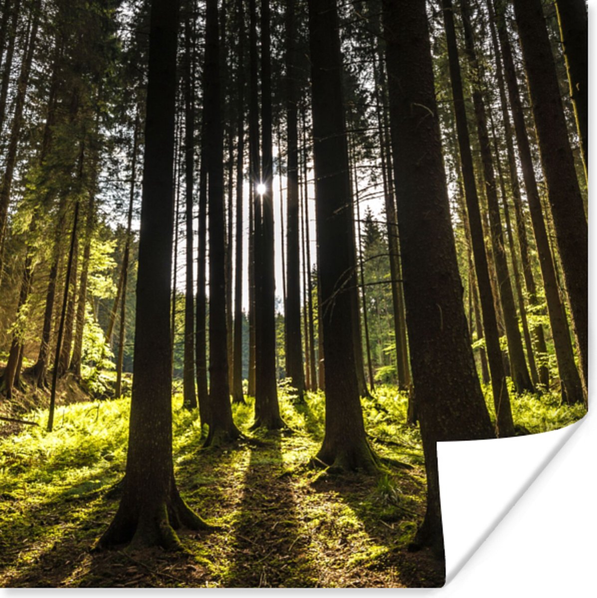 Poster Boom - Natuur - Zon - Bos - 50x50 cm