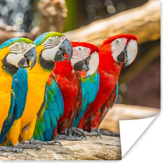 Poster Vogels - Papegaai - Tropisch - Natuur