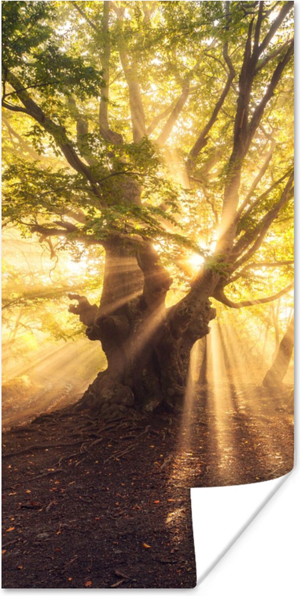 Poster Boom - Bos - Zon - 40x80 cm