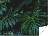 Affiche Monstera - Feuilles - Tropical - Jungle - 120x90 cm