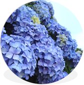 Cercle Mural - Cercle Mural Intérieur - Fleurs Hortensia - ⌀ 150 cm - Décoration murale - Peintures Ronds