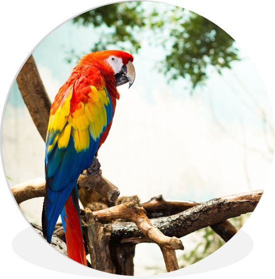 WallCircle - Wall Circle - Wall Circle Indoor - Perroquet - Vogel - Arc-en-ciel - Tropical - 150x150 cm - Décoration murale - Peintures Ronds