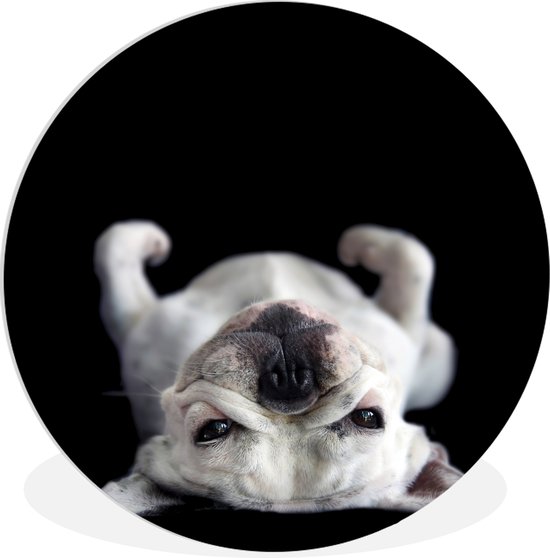 WallCircle - Wandcirkel ⌀ 30 - Bulldog liggend op rug op zwarte achtergrond - Ronde schilderijen woonkamer - Wandbord rond - Muurdecoratie cirkel - Kamer decoratie binnen - Wanddecoratie muurcirkel - Woonaccessoires