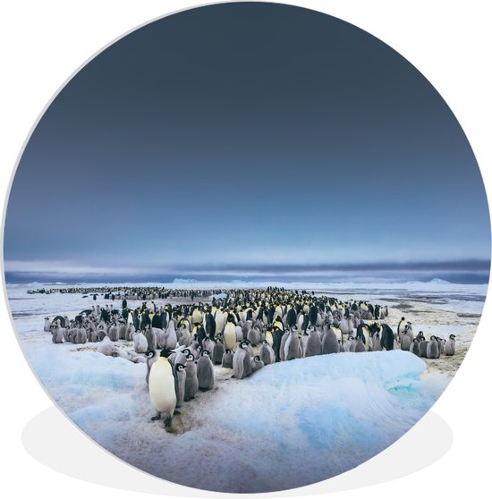 Manchots empereurs au-dessus de l'assiette en plastique cercle mural ciel sombre ⌀ 90 cm - impression photo sur cercle mural / cercle vivant (décoration murale)