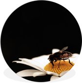 Assiette en Plastique Cercle à Boire Abeille Miel ⌀ 90 cm - Tirage Photo sur Cercle Mural / Cercle Vivant (Décoration Murale)