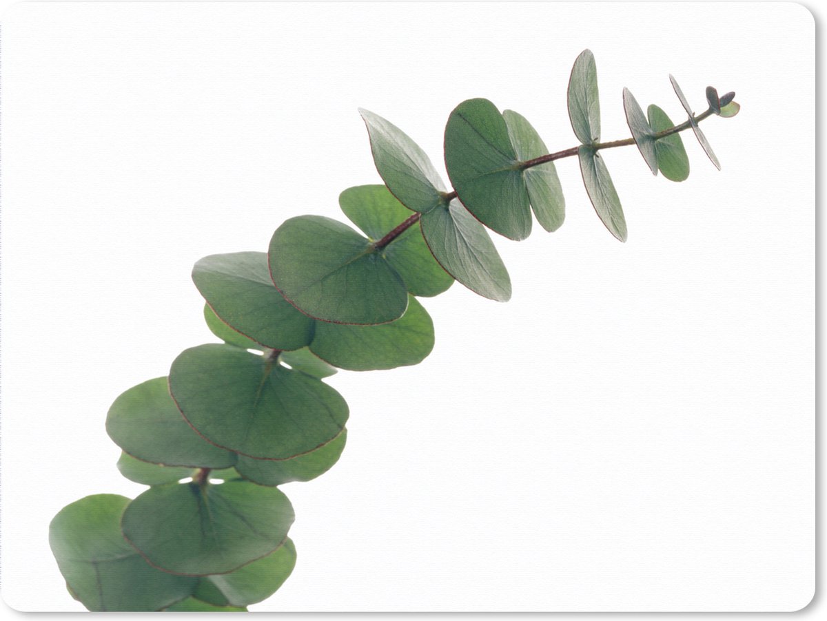 Muismat XXL 80x60 cm - Bureau onderlegger - Bureau mat Groene eucalyptus bladeren - Bureaumat - Gaming mousepad xl - Bureaulegger groot - Computer deskmat
