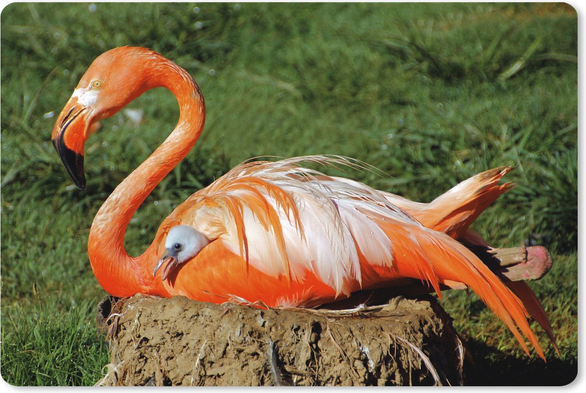 Muismat XXL 120x80 cm - Bureau onderlegger - Bureau mat Flamingo die haar kuiken onder haar vleugel beschermd - Bureaumat - Gaming mousepad xl - Bureaulegger groot - Computer deskmat